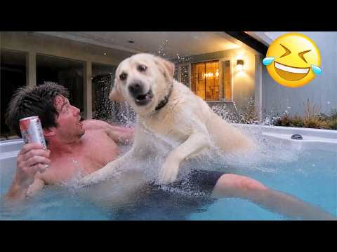Animals That Were Born To Be Funny 😂 Funniest Animal Videos 2026