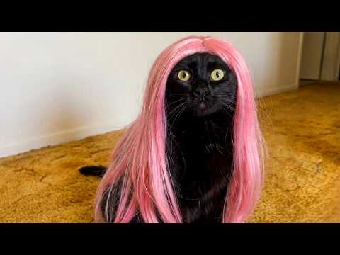 Funniest Pets of 2026 😂 BEST Animal Videos
