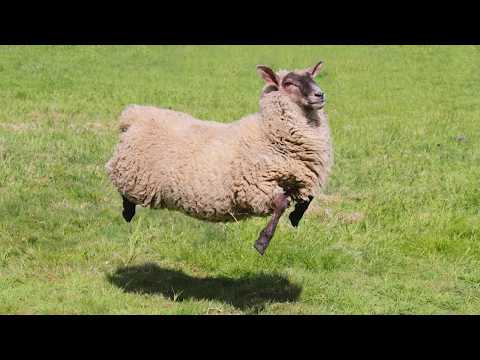 I Wasn’t Expecting These FUNNIEST Animals… 😂