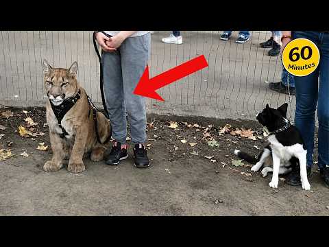 The Funniest Animal Videos of 2026 You'll Ever See! 🤣