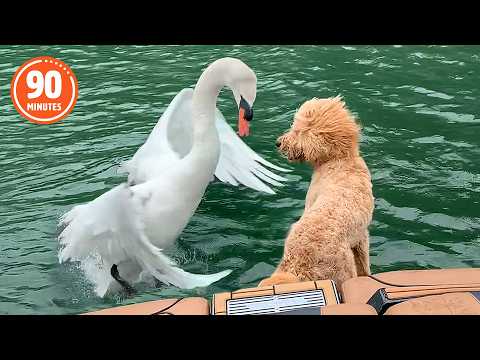 The FUNNIEST Pets of 2026…So Far! 💥🤣