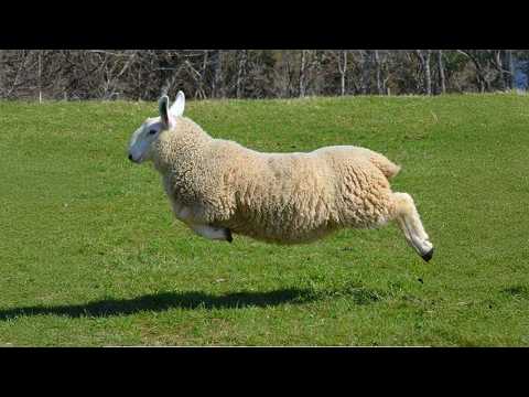 These FUNNY Animals Have Life Figured Out! 😂