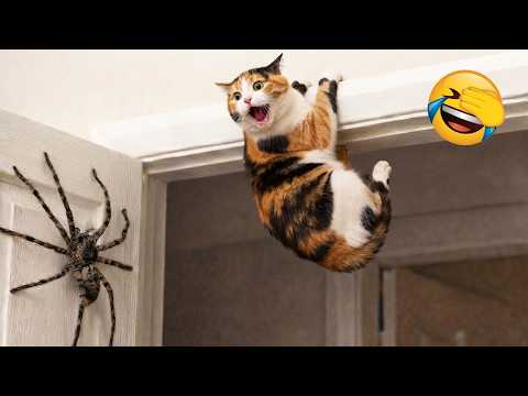 You laugh you lose 😅 Non stop funny animal videos 2026 😹🐶