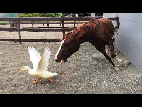 Don’t Forget That Farm Animals Are Dramatic Too! 😂🤣 Funny Animal Videos 2026