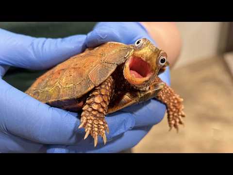 Hilarious Animals Having a Meltdown At The Vet! 🤣 Funny Animal Videos 2026