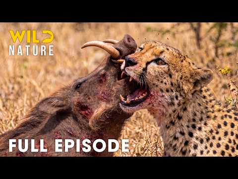 Predator vs Prey | Nature's Deadliest Fight Backs for Survival (Full Episode) | Wildlife Documentary
