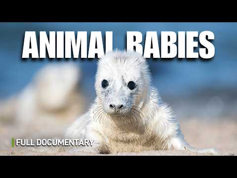 The Cutest Baby Animals | Full Nature Documentary
