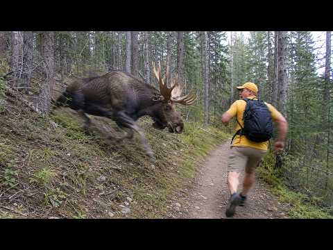 When Wild Animals Get Way Too Close 😱
